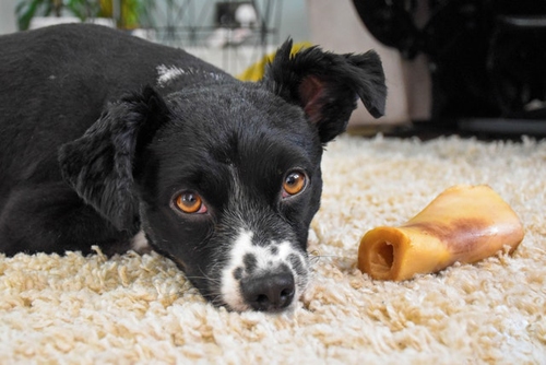 Black short coated dog lying next to a bone