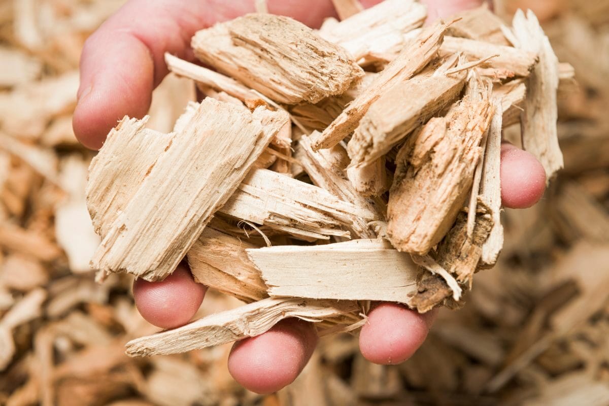 Man Holding Wood Chips Ready to Use as a Fuel