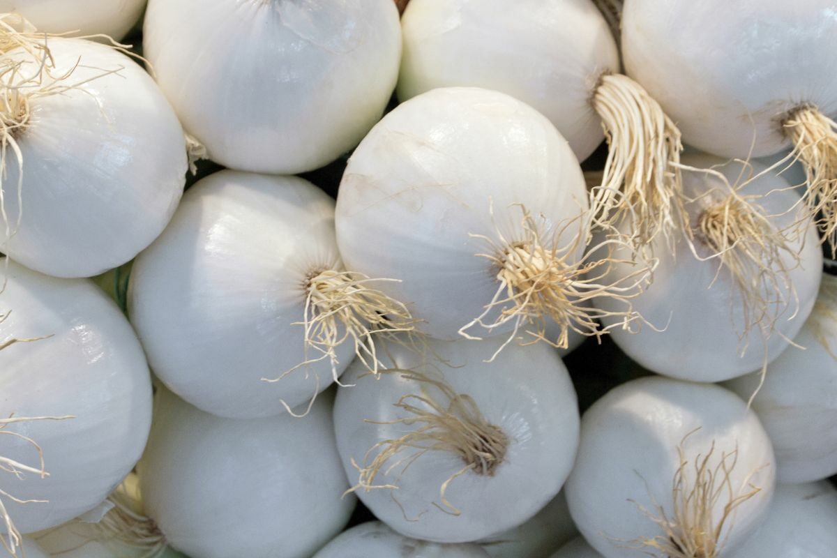 Bunch of White Onions
